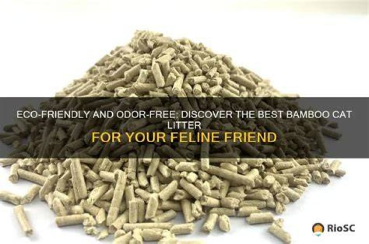 Discover The Best Cat Litter: Your Guide To Odor Control And Feline Comfort