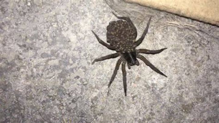Pregnant spider! YouTube